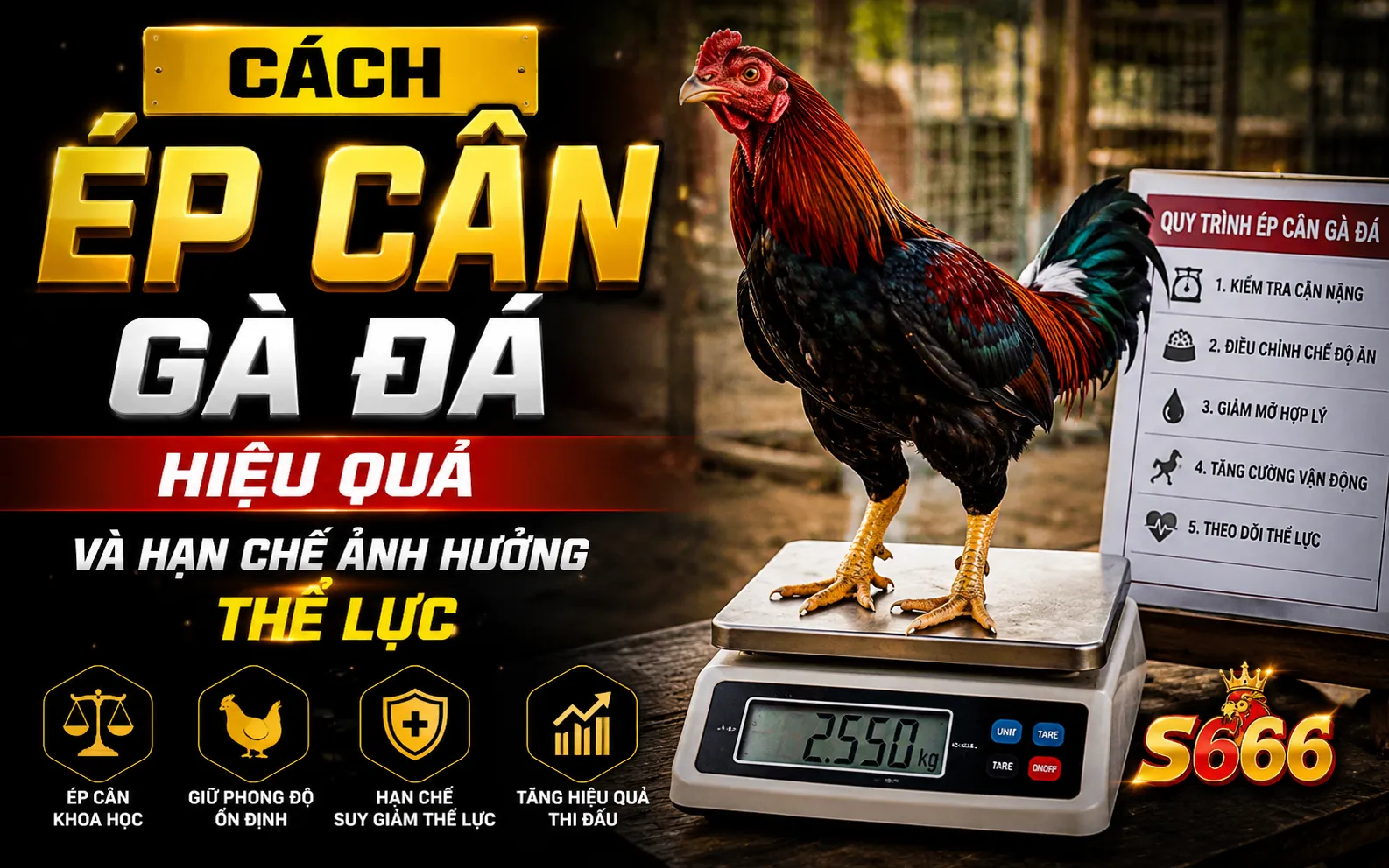 Ép cân gà đá là gì